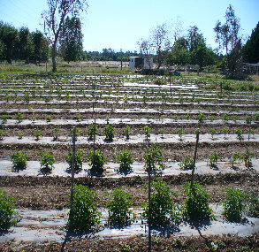 ccmof_website001008.jpg