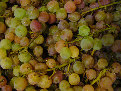 ccmof_website002002.jpg