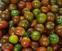 ccmof_website002004.jpg