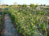 ccmof_website002009.jpg