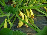 ccmof_website002010.jpg