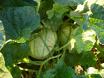 ccmof_website002011.jpg