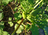 ccmof_website002012.jpg