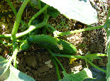 ccmof_website002014.jpg