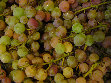 ccmof_website002029.jpg