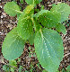 ccmof_website002033.jpg