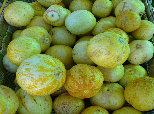 ccmof_website003002.jpg