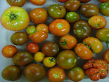 ccmof_website003004.jpg