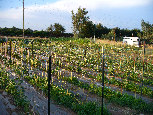 ccmof_website003010.jpg