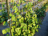 ccmof_website003012.jpg