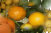 ccmof_website004009.jpg