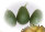 ccmof_website004012.jpg